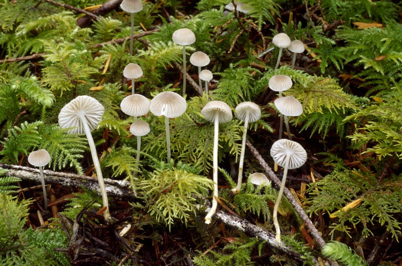 Mycena clavicularis